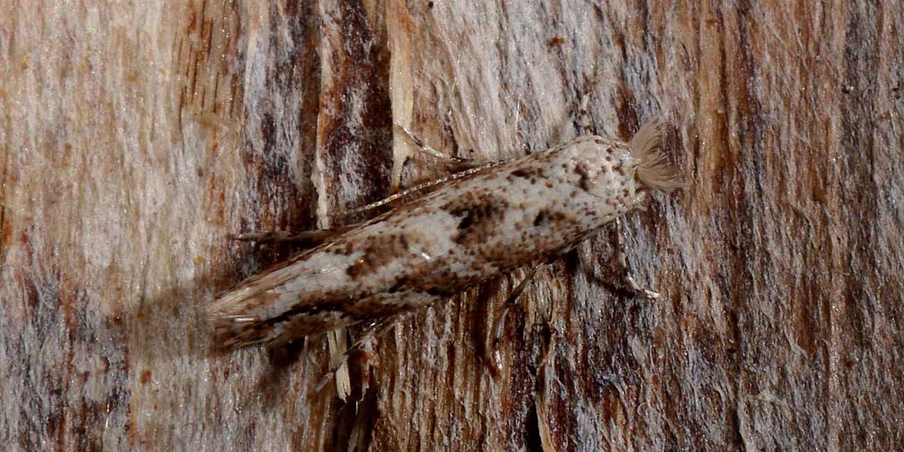 Phyllonorycter sagitella?